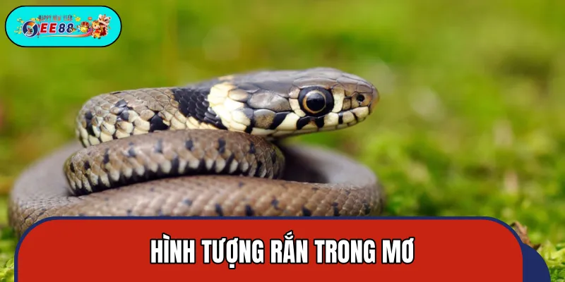 Rắn mang ý nghĩa tái sinh trong tâm linh