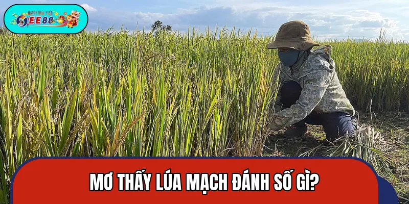 Con số bao về bờ khi chiêm bao về lúa mạch